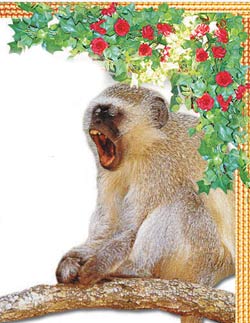 monkey
