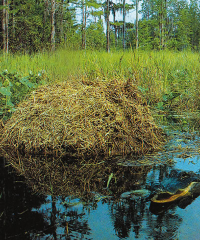 alligator nest