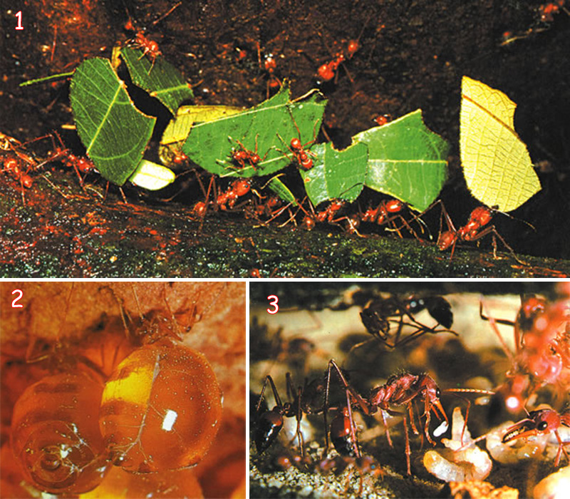 leaf cutting ants