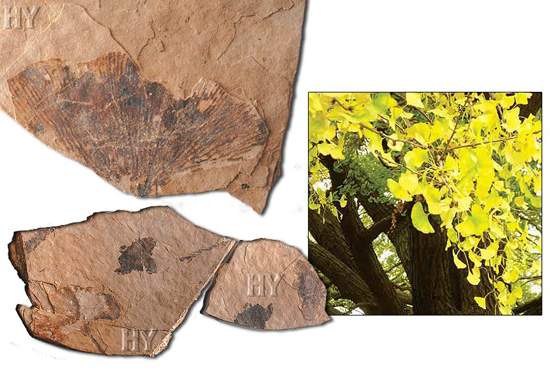 Ginkgo leaf fossil