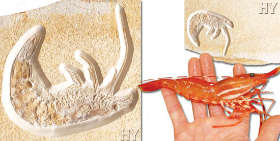 Shrimp fosil