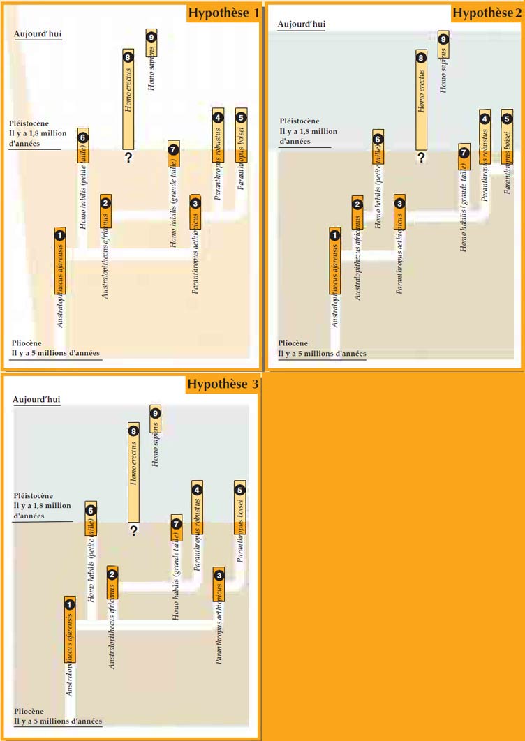 LES HYPOTHESES CHIMERIQUES DES EVOLUTIONNISTES