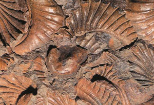 rdovikyen devrine ait istiridye fosilleri