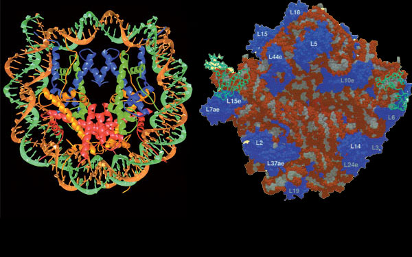 ribozom ve nükleozom
