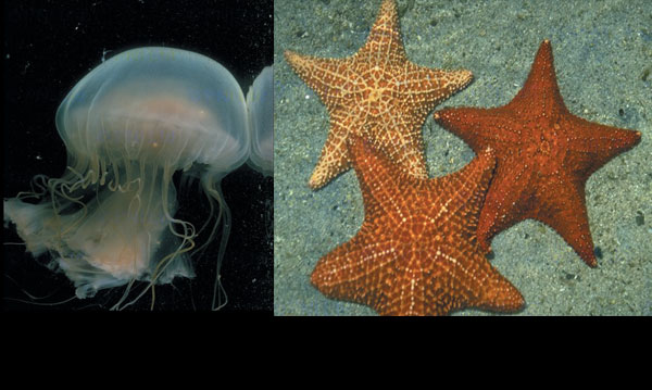 denizanası ve deniz yıldızı