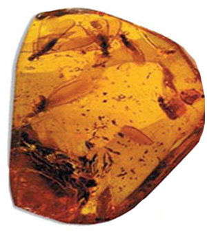 amber içinde termit fosili