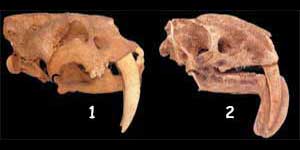 smilodon, thylacosmilus