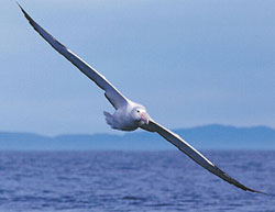 albatros, göçmen kuşlar
