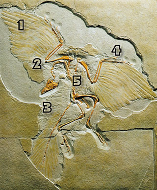 archaeopteryx, fosil