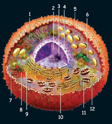 hücre yapısı, hücre içi
