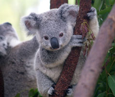 koala, okaliptus