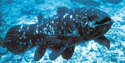 canlı coelacanth, canlı balık