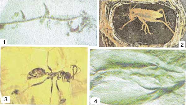 fossils, fosila