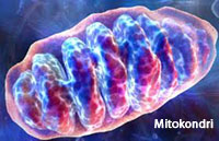 mitokondri, enerji kaynağı
