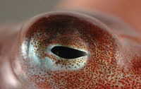 ahtapot gözü, deniz canlıları