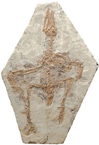 onfuciosornis, kuş fosili