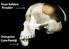 piltdown kafatası,kaftası fosili