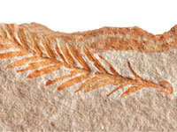 sekoya yaprağı, fosil