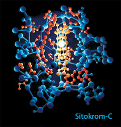 sitokrom-c, protein