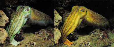 mürekkep balığı, renk değiştiren canlılar