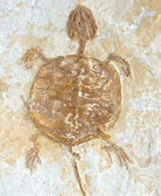  kaplumbağa fosili, fosil