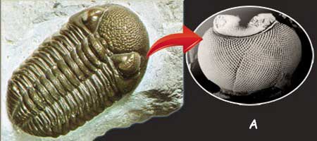  trilobit,trilobit gözü