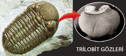  trilobit,trilobit gözü