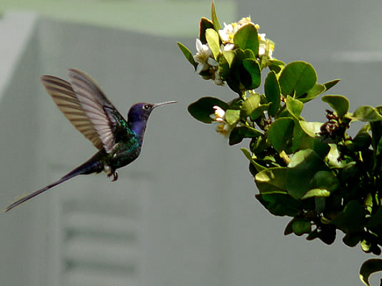 Kuşlarda göç - Kolibri kuşu