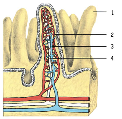 intestine