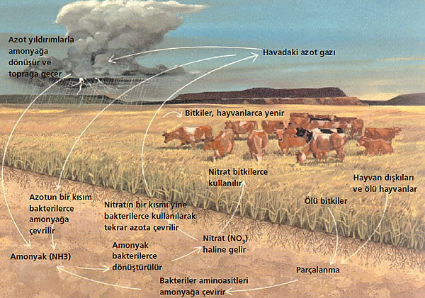 Azot dengesi