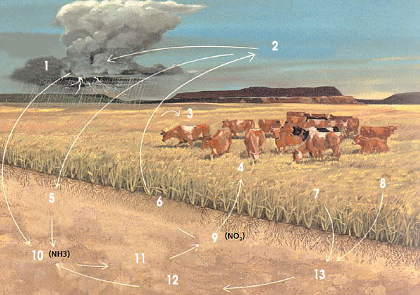 nitrogen_balance