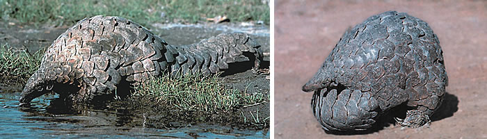 Pangolin