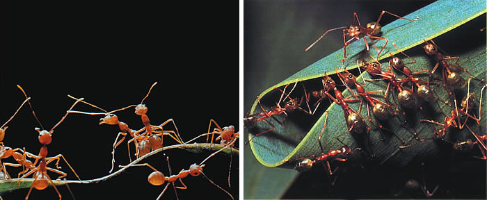 Dokumacı karıncalar