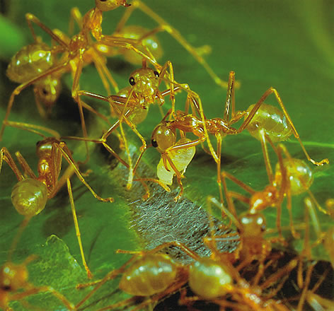 Dokumacı karıncalar