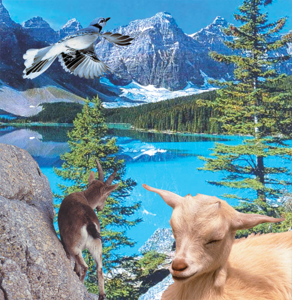 dağ keçisi - kuş - manzara