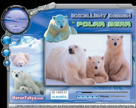 harun yahya site polar_bear