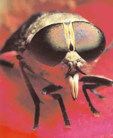 fly
