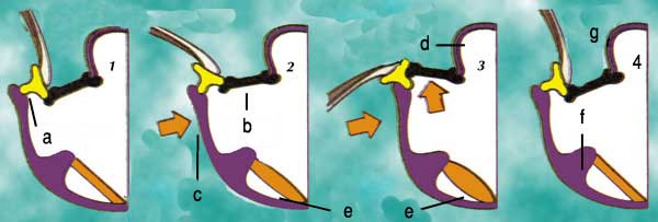 UN SYSTÈME D'AILES DOUBLEMENT ÉQUILIBRÉ