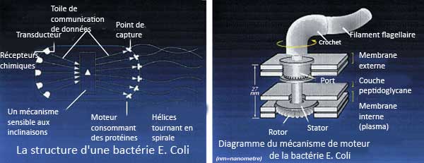 micromotor