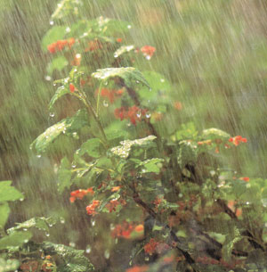 yağmur ve bitkiler