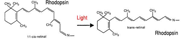rodopsin