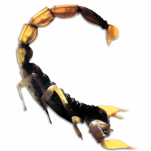 scorpion_164