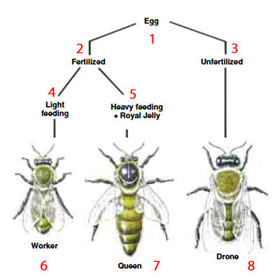 Kraliçe arı