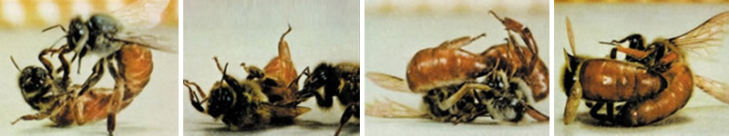 Kavga eden kraliçe arılar
