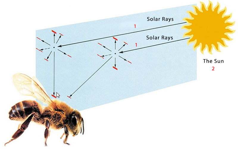 Bees use ultraviolet rays to find their way in cloudy weather. 