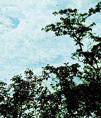 Resimde oğul verme sırasında uçan arılar görülmektedir.