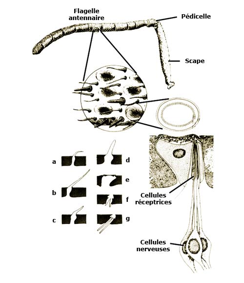 la structure de l'abeille, abeille antennes