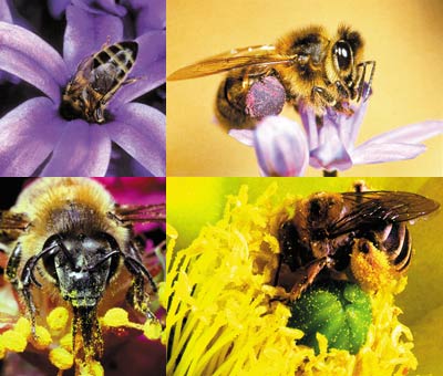 bal arısı, çiçek nektarı