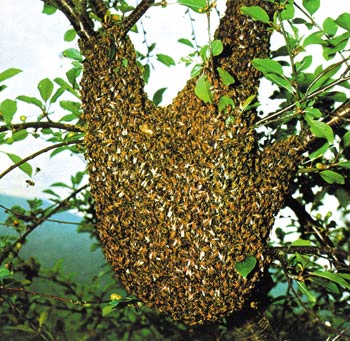 ağaçta toplanmış arılar