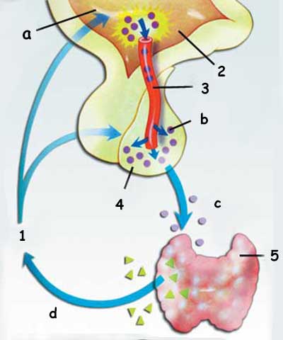  tiroid hormonu, tiroid hormonunun görevleri 